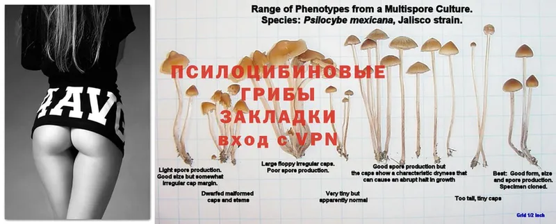 Галлюциногенные грибы мухоморы  Никольск 